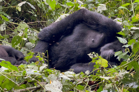 Safari de 5 jours avec trekking pour les chimpanzés et les gorilles.