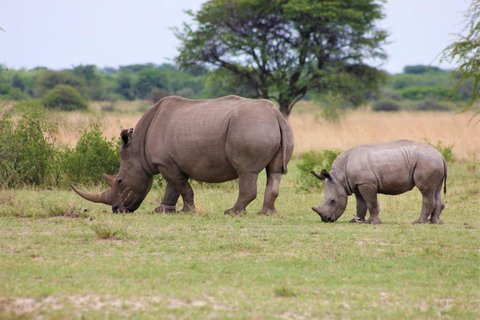Safari de 8 días a Amboseli, Naivasha, Nakuru y Maasai Mara