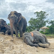 Phuket: Freedom Elephant Reserve - Ethereal Nature Walk Phuket: Freedom Elephant Reserve - Ethereal Nature Walk