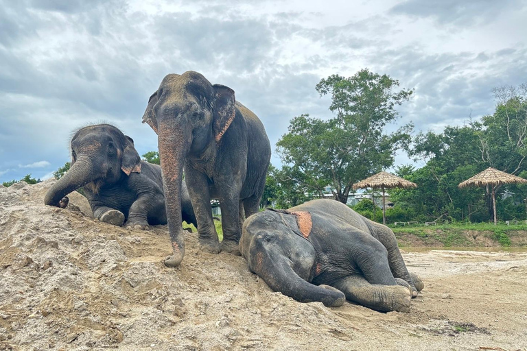Phuket: Reserva de elefantes Freedom - Paseo por la naturaleza etéreaPhuket: Tour por la reserva natural Freedom Elephant Reserve con paseo y alimentación de elefantes