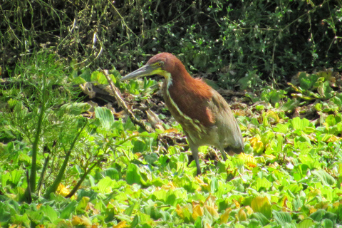 Cartagena: Private Vogelbeobachtungstour im Canal del dique