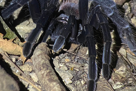 Manuel Antonio: Nachttour mit einem naturkundlichen Führer.Nachttour mit einem naturkundlichen Führer (inklusive Transport)