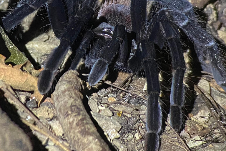 Manuel Antonio: Night tour with a naturalist guide. Night tour with a naturalist guide (transportation included)