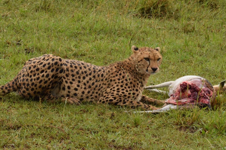 Maasai Mara 3-Day Migration Window Journey