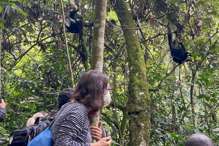 Viagem de 1 dia ao Ruanda, Uganda e Congo (RDC) para fazeres um trekking aos gorilas