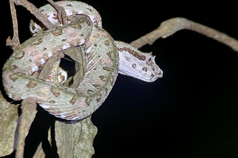 Manuel Antonio: Tour serale con guida naturalistica.