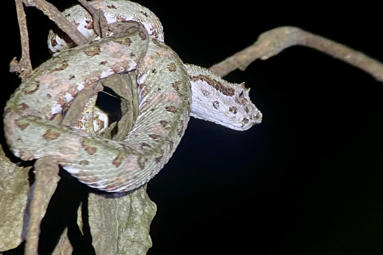 Manuel Antonio: Avondtour met een natuurgids.Avondtour met een natuurgids (vervoer inbegrepen)