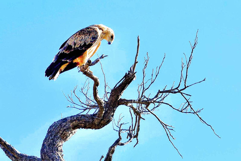 Victoria Falls and Birdwatching Tour