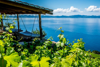 Dingač: Winery Tour with Wine Tasting and Lunch