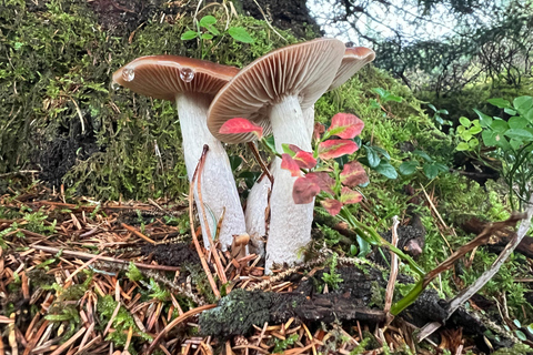 Bergen: Guided Nature Walk with Optional Floating Sauna Espanol