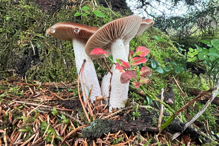 Bergen: Guided Nature Walk with Optional Floating Sauna Espanol