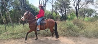 Tour de 2 días: paseando a caballo / pirámides de Tucume - Housity
