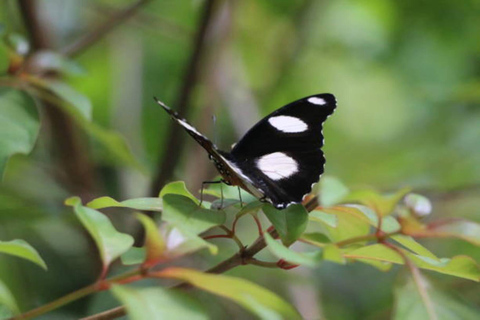 Zanzibar: Jozani forest, Butterfly & Tortoise sanctuary tour Tour with Hotel pickup & drop-off included