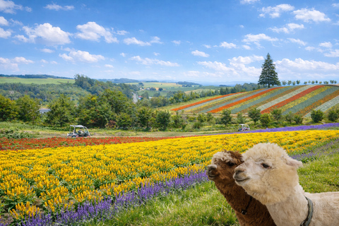 Hokkaido: Furano & Biei 1-Day Tour with Melon & Blue Pond No Melon
