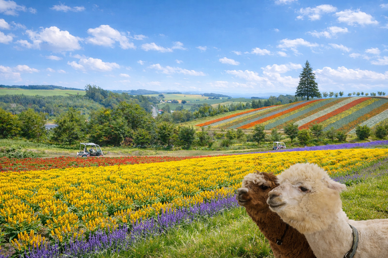 Hokkaido: Furano & Biei 1-Day Tour with Melon & Blue Pond No Melon
