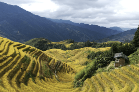 Guilin: Longji Rice Terraces Tour with Oil Tea & Lunch
