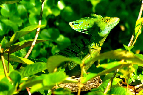 Tortuguero: Kanutour und Wildtierbeobachtung