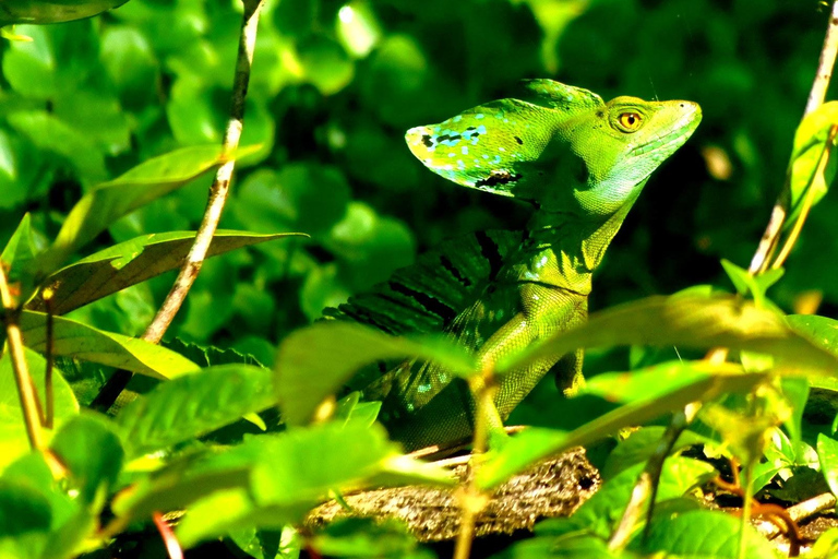 Tortuguero: Canoe Tour and Wildlife Spotting