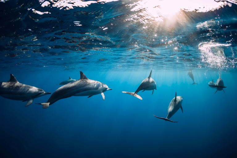 Lancha rápida a Ile aux Benitier: Encuentro con delfines y almuerzo