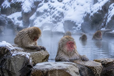 Nagano: Snow Monkey Sunrise & Chestnut Craft Workshop - Image 2