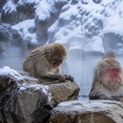Nagano: Snow Monkey Sunrise & Chestnut Craft Workshop Nagano: Snow Monkey Sunrise & Chestnut Craft Workshop