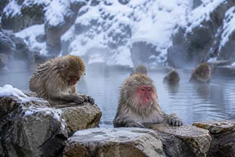 Nagano: Snow Monkey Sunrise & Chestnut Craft Workshop - Image 3