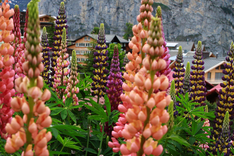 Murren - Private Guided Walking Tour