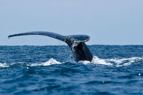 From Tumbes/Zorritos: Whale Watching & Sea Turtle Swim Tour