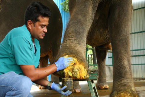 From Delhi: Day Trip to Taj Mahal, Agra Fort & Elephant SOS Car + Guide + Entrance Tickets