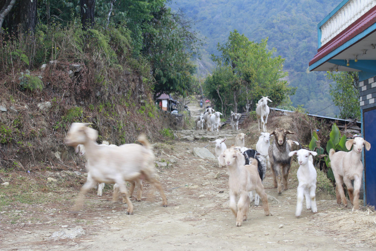 Pokhara: 4 Day Poon Hill Trek with 3 Day National Park Tour