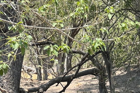 Okavango : Moremi Game Reserve Guided Safari Adventure