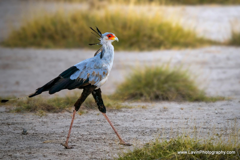 3-day Amboseli & SaltLick Safar: Kilimanjaro View & Treetop