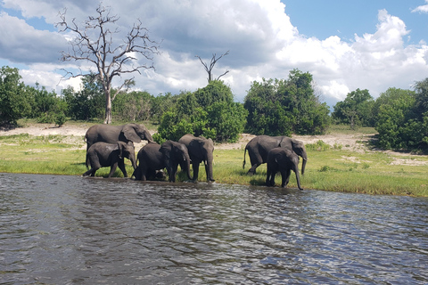 Excursión de un día completo a Chobe