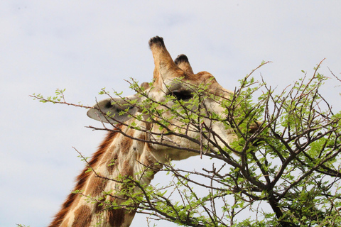 Windhoek: 3-Day Guided Safari in Etosha with Lodge