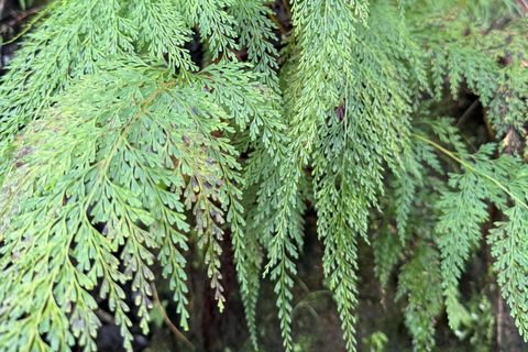 Hilo: Waterfall Hike and Swim with Native Hawaiian
