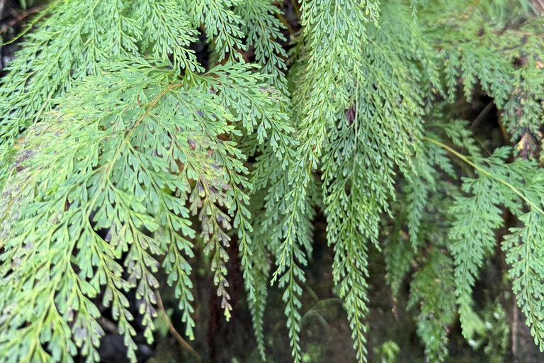 Hilo: Waterfall Hike and Swim with Native Hawaiian