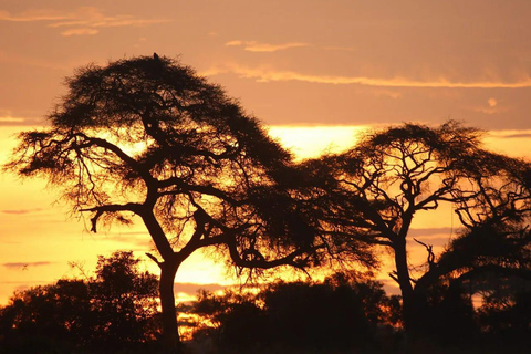 Från Nairobi: 3-dagars safari i nationalparken Amboseli