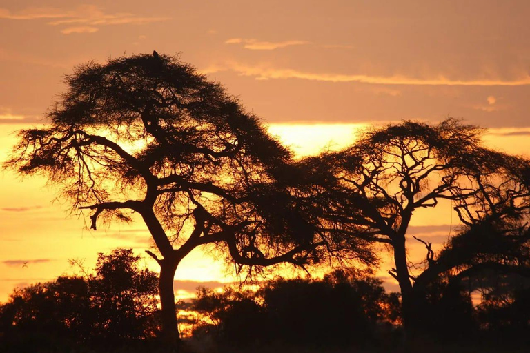 Från Nairobi: 3-dagars safari i nationalparken Amboseli