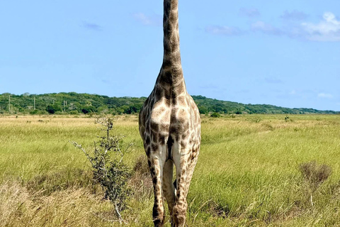 From Maputo: Maputo National Park Guided 4x4 Safari
