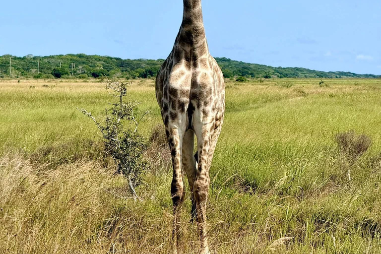 From Maputo: Maputo National Park Guided 4x4 Safari