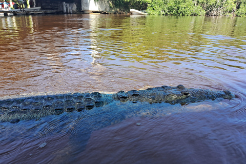 Río Lagartos: Flamingo Safari und Las Coloradas Tour