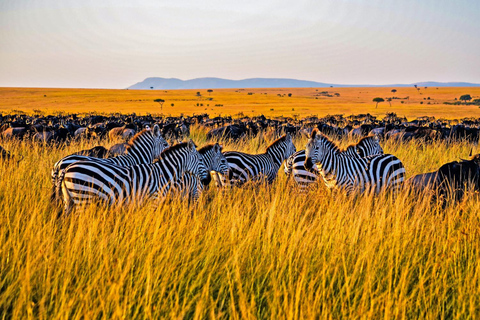 3-dagars fantastisk safari i Serengeti och Ngorongoro