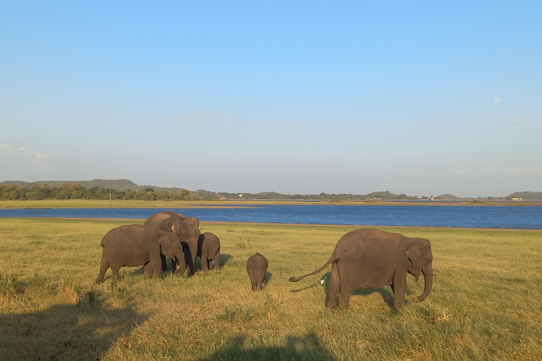 Von Dambulla aus: Minneriya National Park wilde Jeep Safari