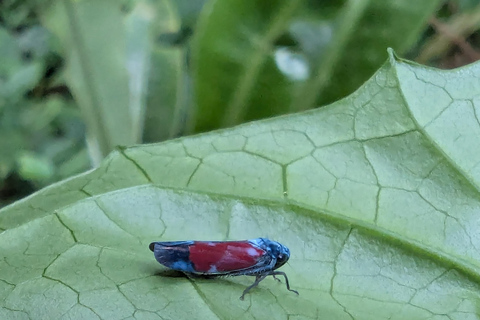 Teresópolis : circuit découverte de la faune de la forêt atlantiqueTeresópolis : Excursion à la découverte de la faune de la forêt atlantique