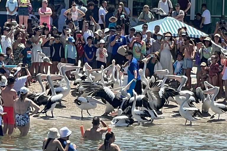 Cruzeiro de Pelicanos de Surfers Paradise para Wavebreak Island + piquenique