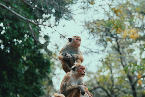 Sri Lanka: 6-Day Photography Tour with Hotel & Guide