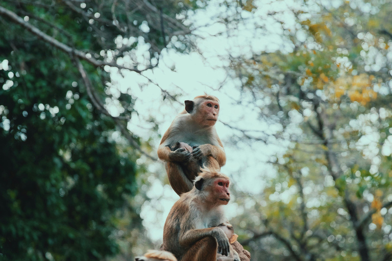 Sri Lanka: 6-Day Photography Tour with Hotel & Guide