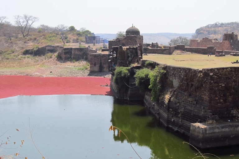兰坦博尔国家公园：Canter Safari 门票（含接送）傍晚快速狩猎之旅门票：兰塔博尔国家公园