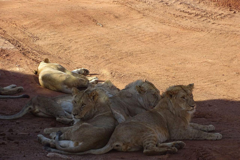 Nairobi: 3-Day epic trip to Maasai Mara Reserve with meals 3 days, 2 nights private safari to Mara in a tourist VAN