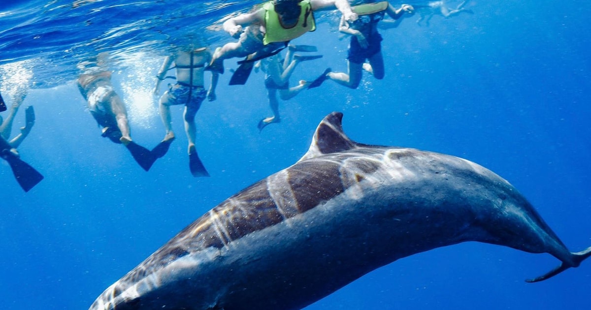 Oahu Swim with Dolphins, Turtle Snorkel Tour and Waterslide GetYourGuide